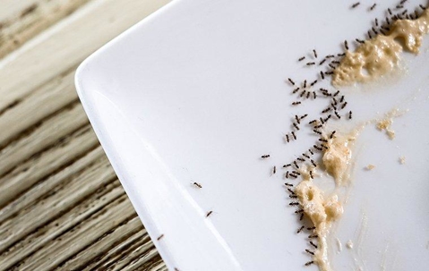 ants eating off of a plate