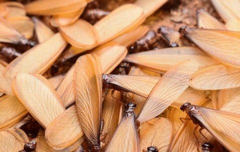 swarm of termites