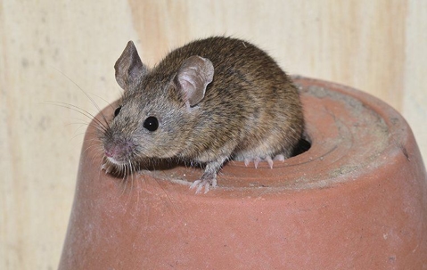 mouse on top of a pot