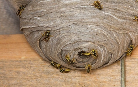 wasps on top of their nest