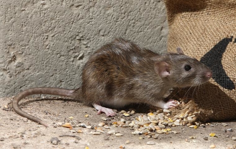 norway rat