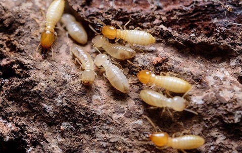 termites chewing on food