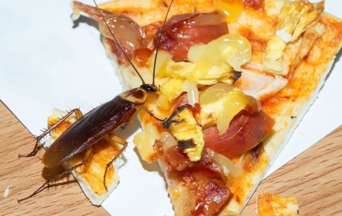 cockroach on a pizza slice