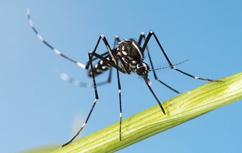 mosquito on leaf