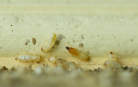 termites chewing on wood