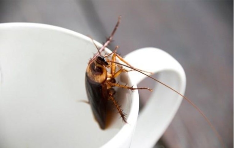 cockroach on a cup