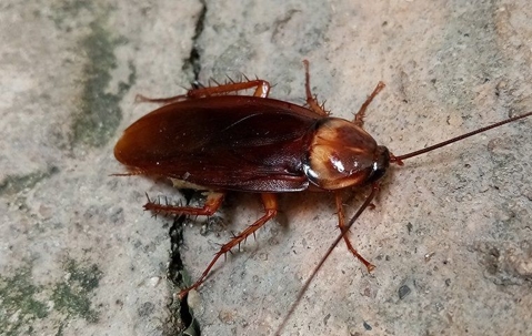cockroach on cement