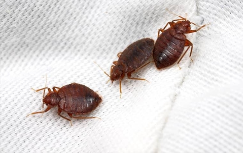 bed bugs on white fabric