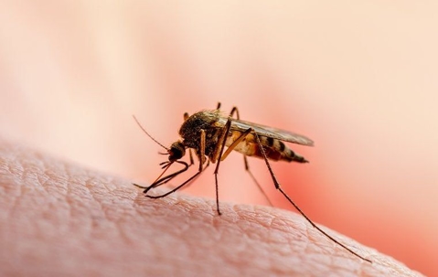 mosquito on human skin