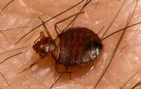 bed bug on human skin