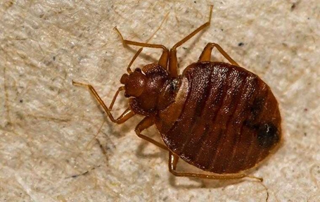 Bed Bugs Photo