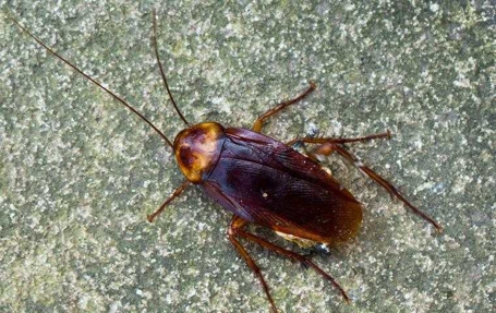 Cockroaches Photo