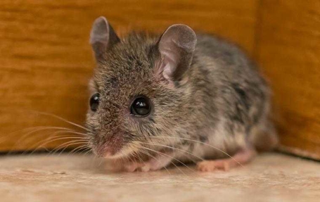 Rodents Photo
