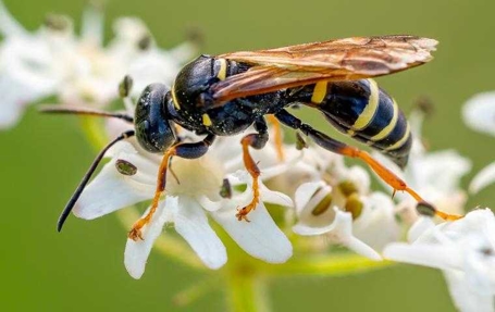 Stinging Insects Photo