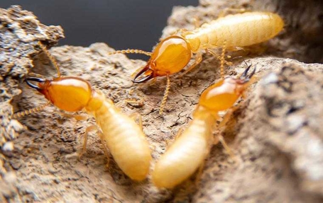 Termites Photo
