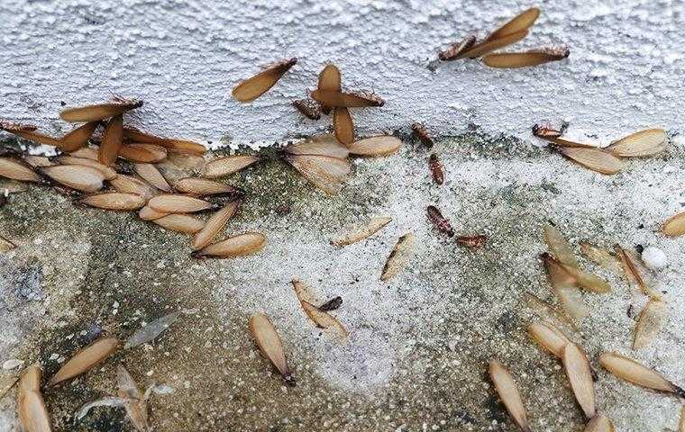 Termite swarmer's invading a homes foundations