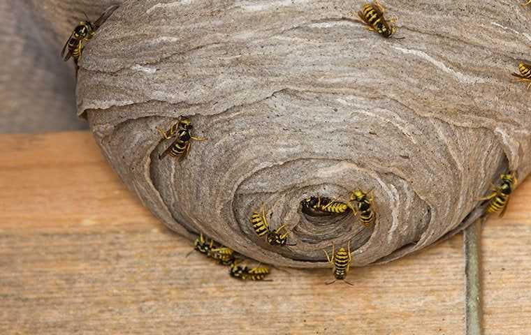 wasps crawling on their nest
