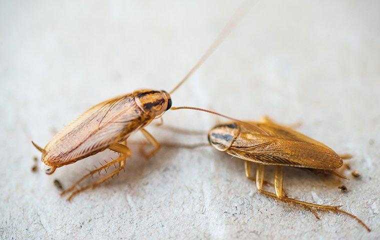 German cockroaches crawling on a bathroom floor