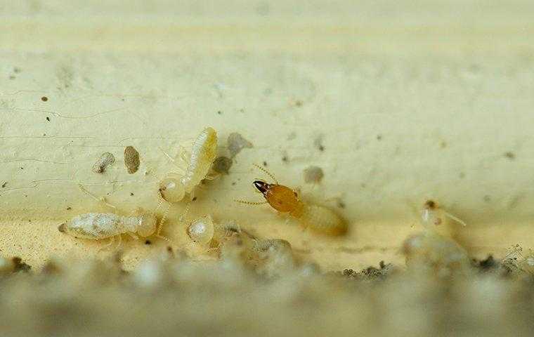 Termites chewing on a wood trim