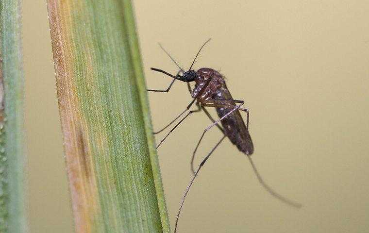 Close up of a mosquito on a blade of grass