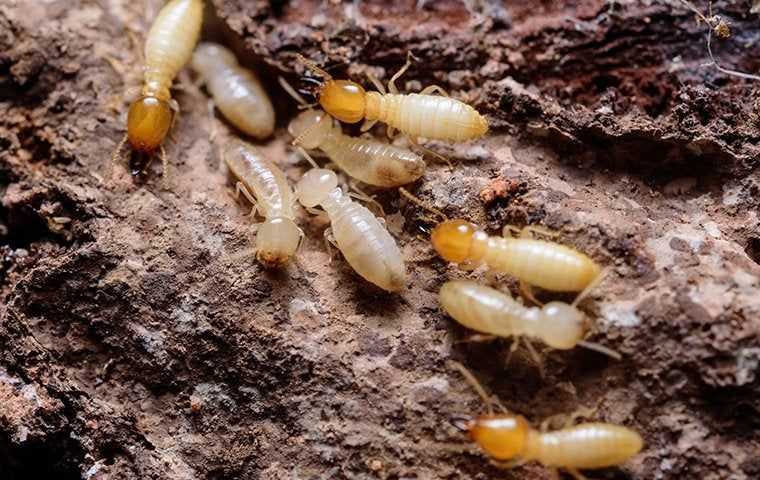 termites chewing on wood