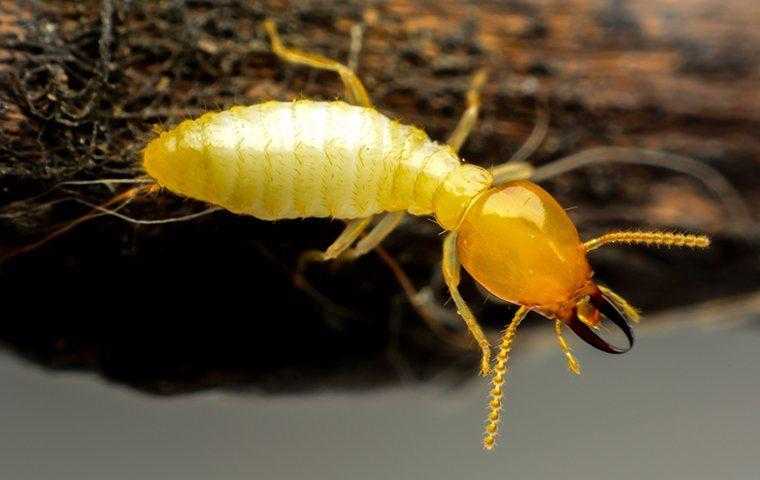 Large termite on wood