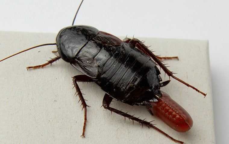 oriental cockroach laying an egg