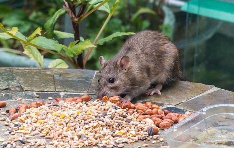 rat eating seeds outside