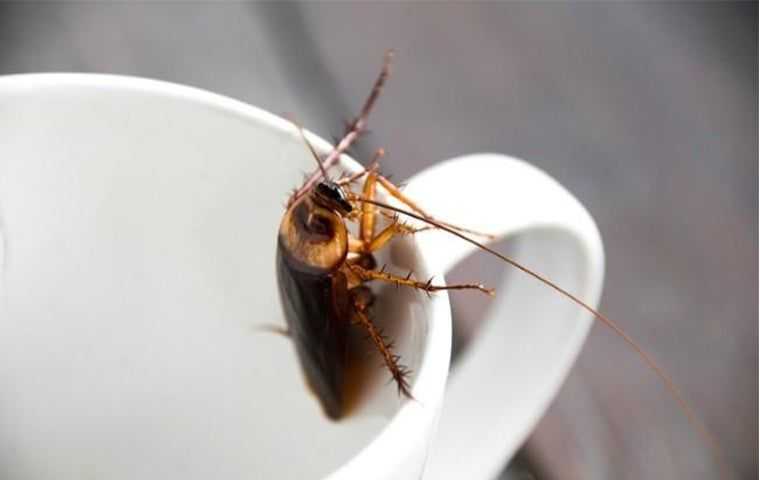 Cockroach on a cup