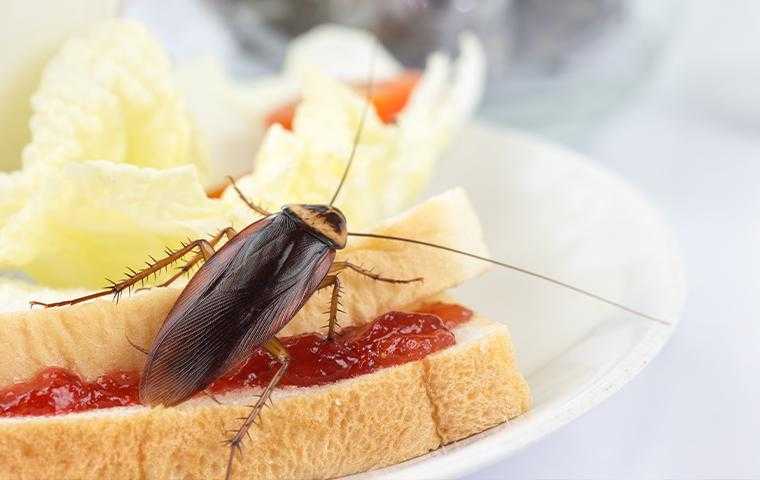 Close up of a cockroach crawling on a white bread sandwich with jam filling with a side of potato chips.