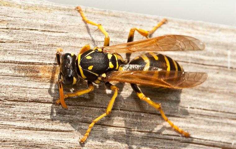 Over top view of a wasp crawling on wood
