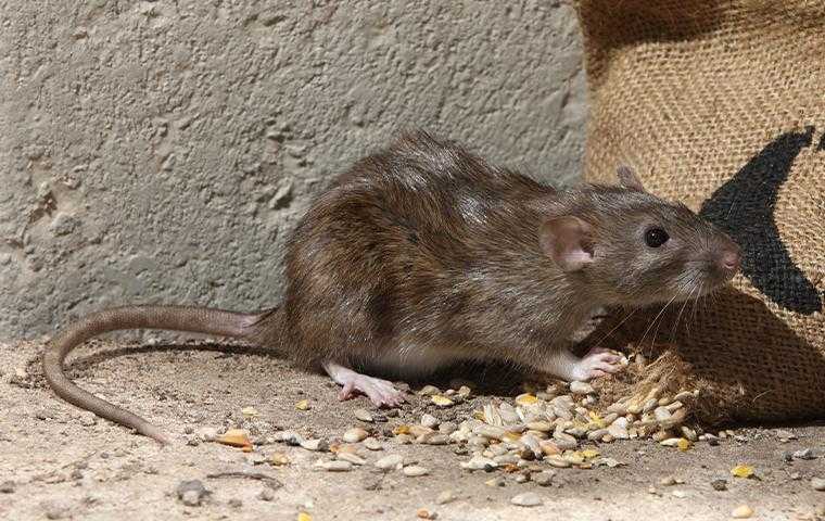 A Norway rat is inside a home next to a burlap sack that was full of seeds that are ripped by the rat so that it is spilling out onto the floor for them to eat.