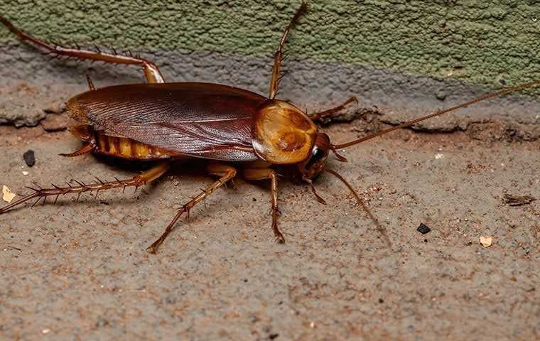 an american cockroach crawling a long a basement wall