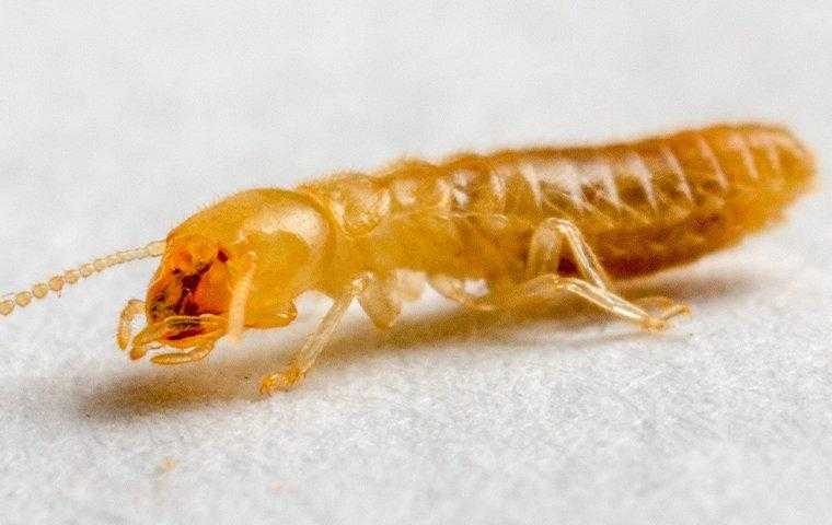 Close up of a termite crawling